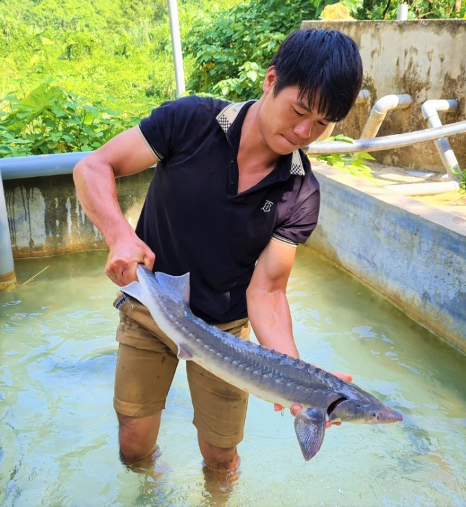 Chủ hồ nuôi cá tầm Việt Nam đang lao đao. Ảnh: Hoàng Anh.