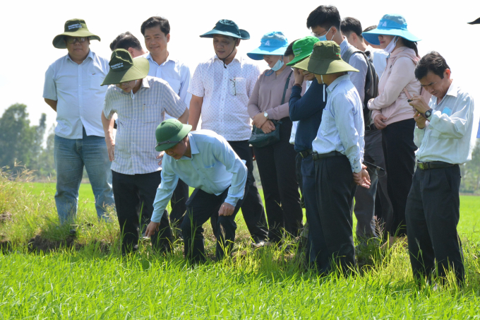 Ngành nông nghiệp Hậu Giang cần tiếp tục vận động người dân giảm lượng lúa giống trong gieo sạ để tiết kiệm được nhiều khoản chi phí sản xuất. Ảnh: Ngọc Thắng.