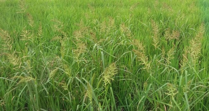 Sản phẩm thuốc trừ cỏ Bebu 30 WP và Pataxim 55 EC ngày càng nhiều nông dân sử dụng. 