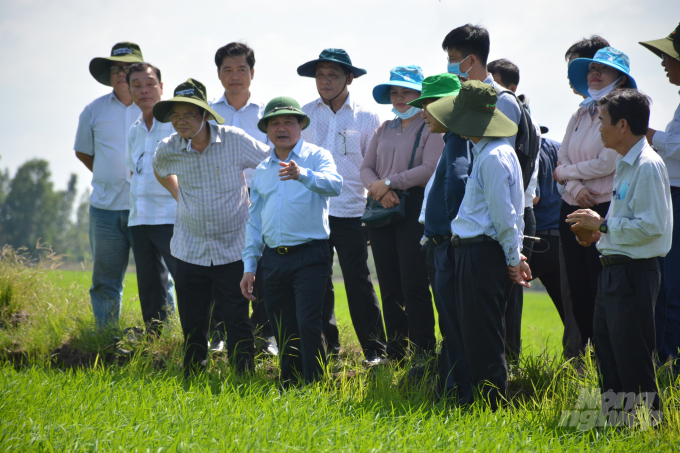 Hiện nay, giá lúa đang tăng cao nên diện tích có thể tăng thêm vài chục ngàn ha. Ảnh: Ngọc Thắng.