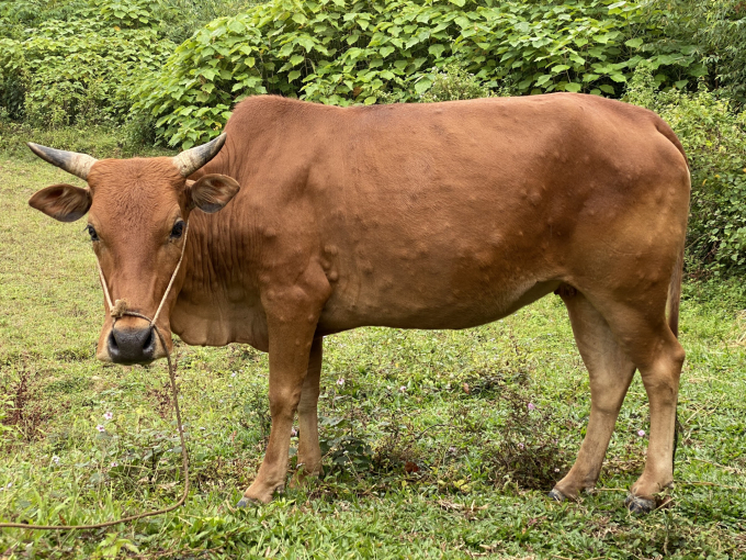 Bệnh viêm da nổi cục trên trâu bò không lây lan sang người, tuy nhiên có nguy cơ lây lan nhanh trên diện rộng ở nước ta. Ảnh: TL.