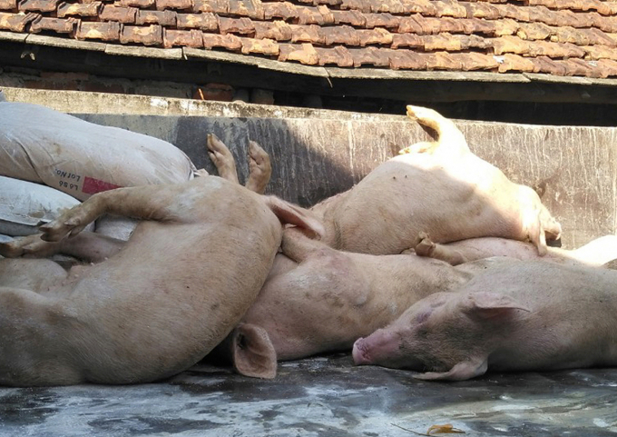 Dịch tả lợn châu Phi đang khiến nhiều hộ chăn nuôi trên địa bàn Nghệ An khốn đốn. Ảnh: Việt Khánh.