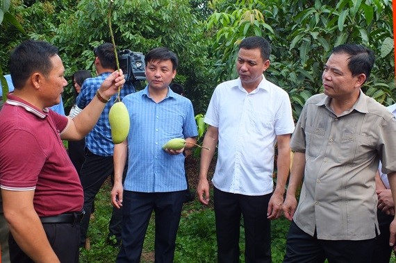 Bộ trưởng NN-PTNT Nguyễn Xuân Cường thăm vùng trồng xoài xuất khẩu của Sơn La. Ảnh: Lê Bền