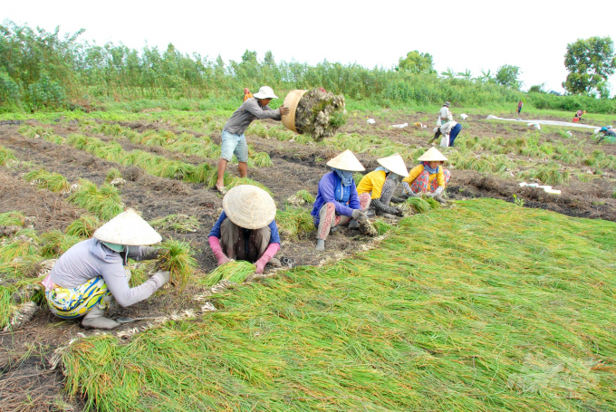 Trồng củ kiệu luân canh trên đất lúa phát triển khá mạnh tại huyện Hòn Đất và được lựa chọn để xây dựng thành sản phẩm OCOP của địa phương. Ảnh: Trung Chánh.