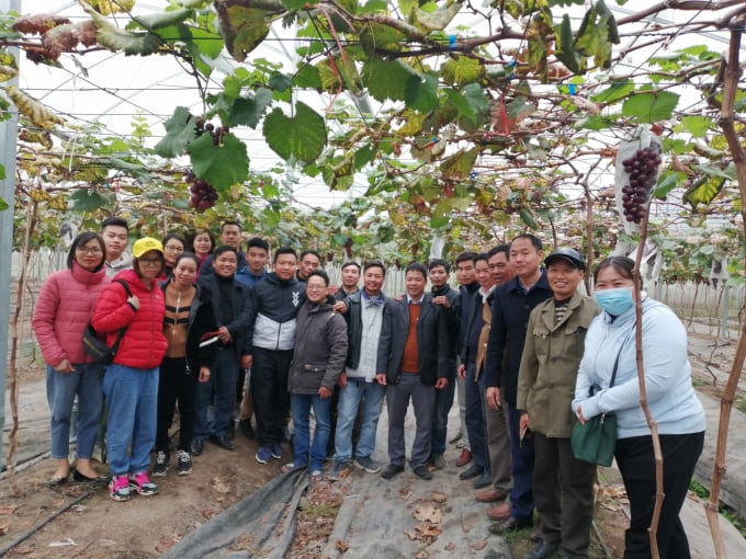 Mô hình trồng nho Hạ Đen tại HTX Nông nghiệp Đồng Tâm 3 (xã Thường Thắng, huyện Hiệp Hòa, Bắc Giang) bước đầu cho hiệu quả. Ảnh: Trung Quân