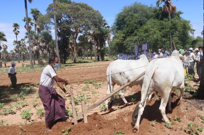 Nông dân Myanmar cày đất trình diễn trong một hợp phần của dự án. Ảnh: SEAD