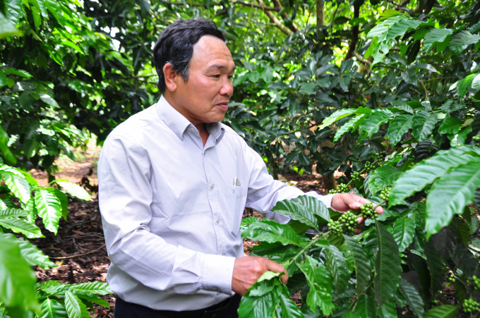 Chương trình hợp tác công tư 'Khuyến nông viên gắn với vườn mẫu' giúp hàng ngàn hộ nông dân Đăk Lăk nâng cao năng suất chất lượng vườn cà phê. Ảnh: Minh Hậu.