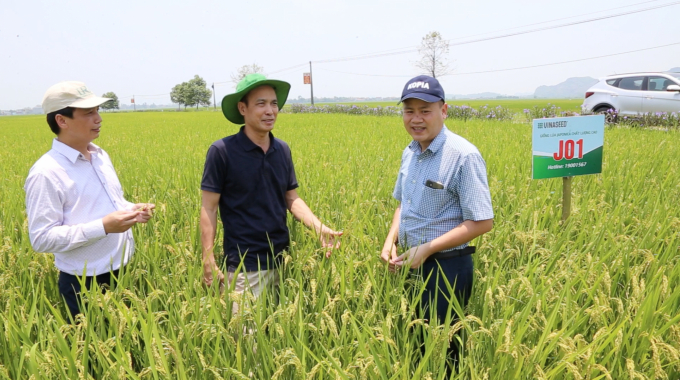 Đoàn công tác của Viện Khoa học Nông nghiệp Việt Nam thăm mô hình sản xuất lúa J01 tại huyện Yên Định, tỉnh Thanh Hóa. Ảnh: Minh Phúc.