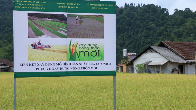 Mô hình liên kết sản xuất lúa Japonica phục vụ xây dựng nông thôn mới tại xã Tùng Vài, huyện Quản Bạ, tỉnh Hà Giang. Ảnh: Minh Phúc.