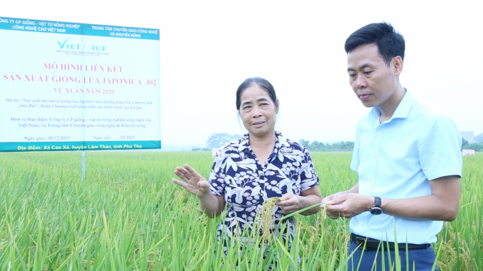 Bà Hoàng Thị Phiến ở khu 10, xã Cao Xá, huyện Lâm Thao, Phú Thọ cho biết: 'Đã trồng thử lúa Japonica rồi thì không thể bỏ được'. Ảnh: Minh Phúc.
