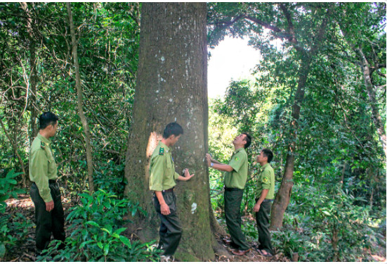 Cán bộ Hạt kiểm lâm huyện Bắc Yên kiểm tra rừng tại bản Cao Đa 1, xã Phiêng Ban. ảnh: ST