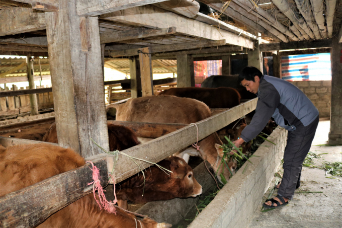 Người dân Hà Giang đang chủ động các biện pháp phòng chống đói rét cho đàn trâu, bò trong những ngày thời tiết khắc nghiệt. Ảnh: Đào Thanh.