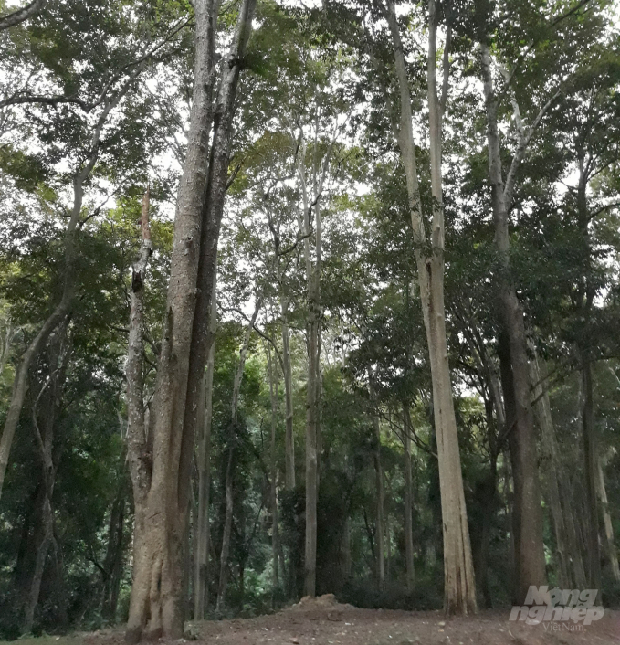 REDD+ nâng cao chất lượng rừng. Ảnh: Việt Khánh.