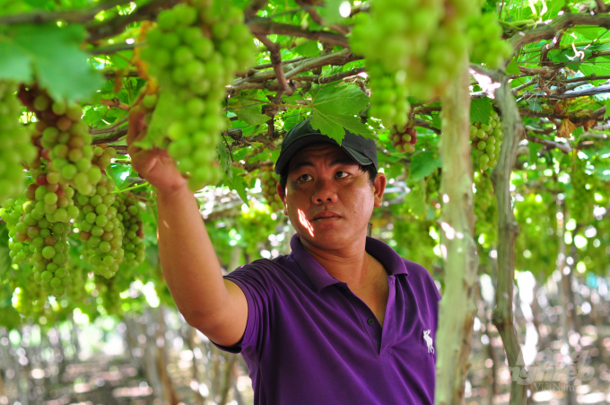 Năm 2020, tốc độ tăng giá trị sản xuất toàn ngành nông nghiệp Ninh Thuận đạt trên 11,6 nghìn tỷ đồng, tăng 1,2% so năm 2019. Ảnh: Minh Hậu.