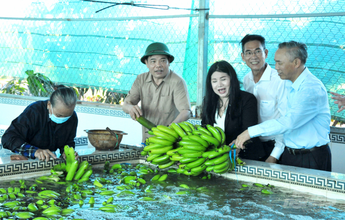 Bộ trưởng Nguyễn Xuân Cường đánh giá cao mô hình trồng chuối xuất khẩu của Cty Cổ phần xuất nhập khẩu Xanh Việt đã thay đổi vùng đất phèn khi chuyển sang trống chuối cấy mô theo VietGAP. Ảnh: Lê Hoàng Vũ.