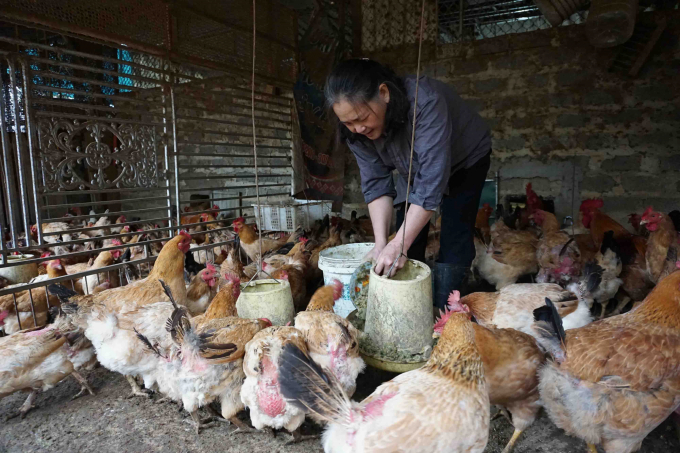 Hà Nội đang siết lại các điều kiện chăn nuôi, theo đó chăn nuôi chỉ được phép tiến hành ở những địa bàn thưa dân cư, đặc biết cấm triệt để chăn nuôi trong nội thành.