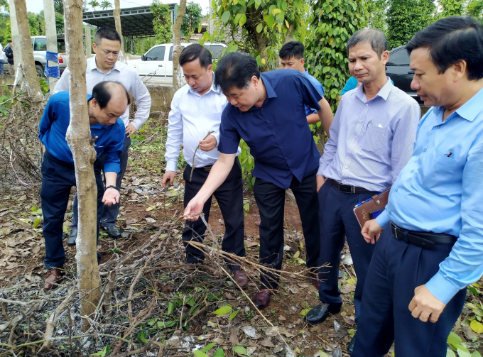 Lãnh đạo Trung tâm Khuyến nông Quốc gia và các chuyên gia kiểm tra tình hình hồ tiêu bị hư hại do mưa lũ ở tỉnh Quảng Trị. Ảnh: Công Điền.