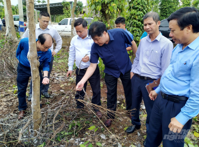 Lãnh đạo Trung tâm Khuyến nông Quốc gia và các chuyên gia kiểm tra tình hình hồ tiêu bị hư hại do mưa lũ ở tỉnh Quảng Trị. Ảnh: Công Điền.