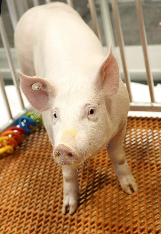 Một trong số 25 con lợn biến đổi gen GalSafe của hãng United Therapeutics Corp nghiên cứu phát triển. Ảnh: AP