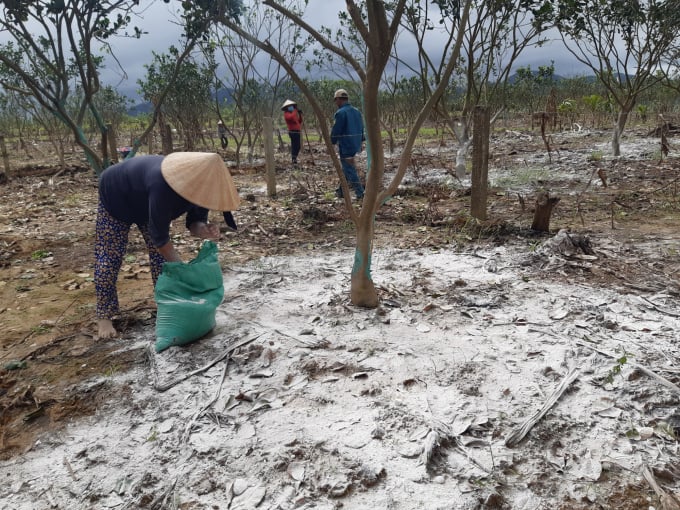 Người dân phường Hương Vân chăm sóc cây thanh trà sau bão lũ. Ảnh: Tiến Thành.