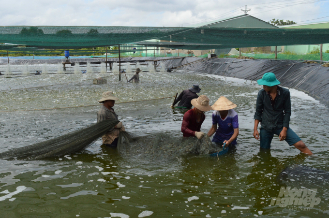 Thu hoạch tôm nuôi nước lợ ứng dụng công nghệ cao ở Thứ Sáu Biển, huyện An Biên, cho năng suất và hiệu quả kinh tế rất cao. Ảnh: Trung Chánh.