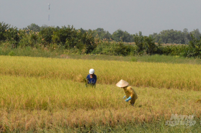Thu hoạch lúa sản xuất theo quy trình hữu cơ trong mô hình tôm - lúa ở huyện An Biên, giúp nâng cao thu nhập. Ảnh: Trung Chánh.