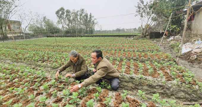 Mô hình trồng hoa tết cho thu nhập 200 triệu đồng/ha ở xã Hồng Thủy. Ảnh: N.Tâm.