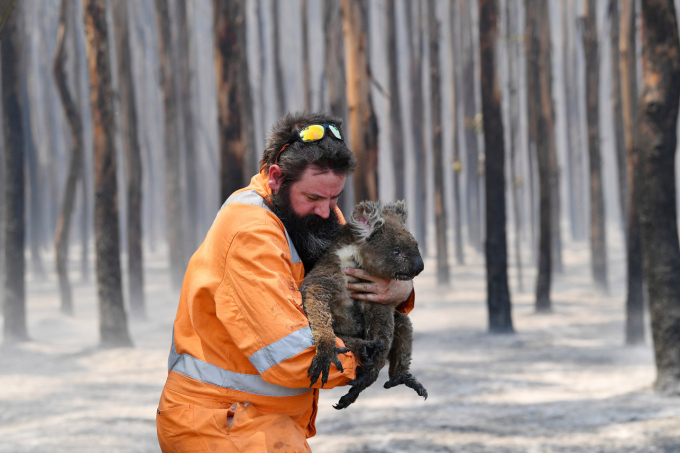 Nhân viên cứu hộ động vật hoang dã Simon Adamczyk giải thoát một con gấu koala bị cháy sém ở khu bảo tồn Cape Borda, bang Adelaide. Ảnh: Reuters
