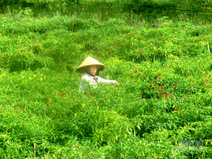 Chuyển đổi trồng ớt lợi nhuận 100 triệu đồng/ha/vụ, cao hơn trồng lúa 84 triệu đồng. Ảnh: Vũ Đình Thung.