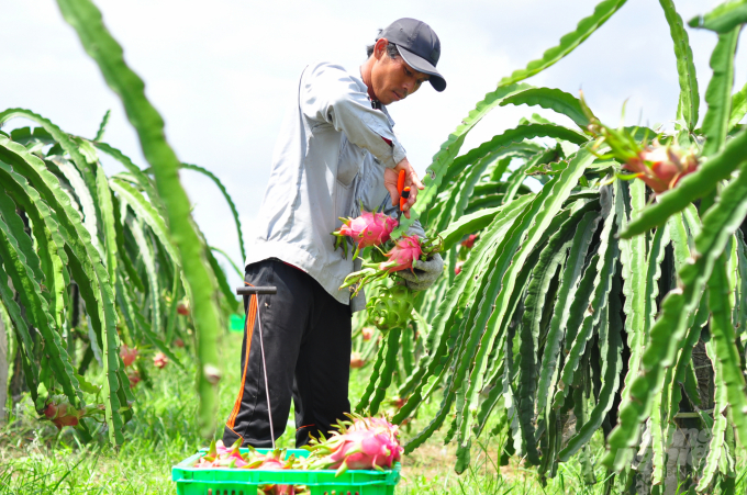 Chuyển đổi trồng thanh long lợi nhuận 540 triệu đồng/ha. Ảnh: Vũ Đình Thung.