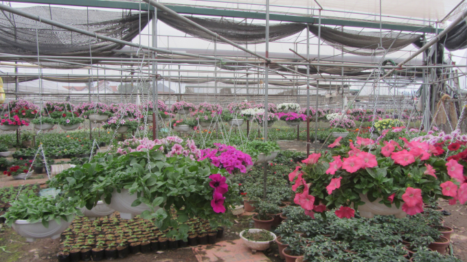Nhà vườn sản xuất các loại hoa dân dụng.