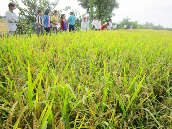 Tại mô hình cấy máy lúa cứng cây, ít đổ ngã nên lúa đẹp, sáng bóng hơn, vì vậy công ty đã ký hợp đồng bao tiêu sản phẩm với mức giá khá cao Ảnh: Lê Hoàng Vũ.