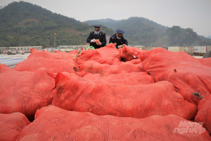 Cán bộ Trạm Kiểm dịch thực vật Cửa khẩu Tân Thanh kiểm tra chất lượng nông sản trước khi thông quan. Ảnh: Phạm Hiếu.