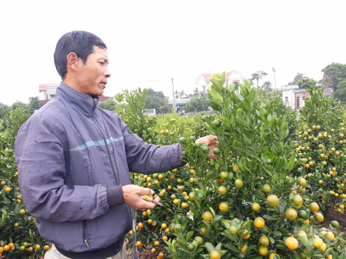 Ông Phạm Việt Long (thôn Vạn Diệp, xã Nam Phong) đang làm 'làm đẹp' cho những cây quất. Ảnh: Mai Chiến.