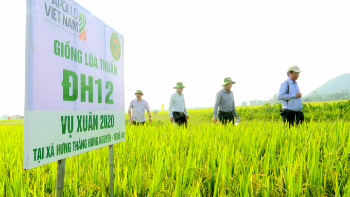 Mô hình cánh đồng lớn sản xuất lúa ĐH12 đạt năng suất trên 70 tấn/ha ở vụ xuân 2020. Ảnh: Minh Phúc.