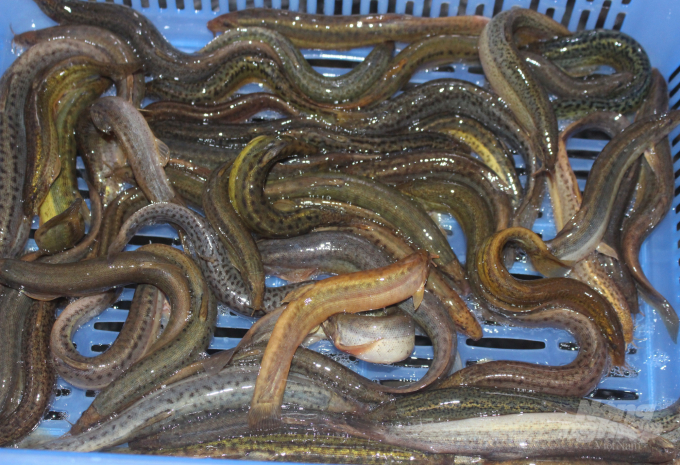 Thành phố Cà Mau thành công từ mô hình nuôi cá chạch  Tôm Vàng