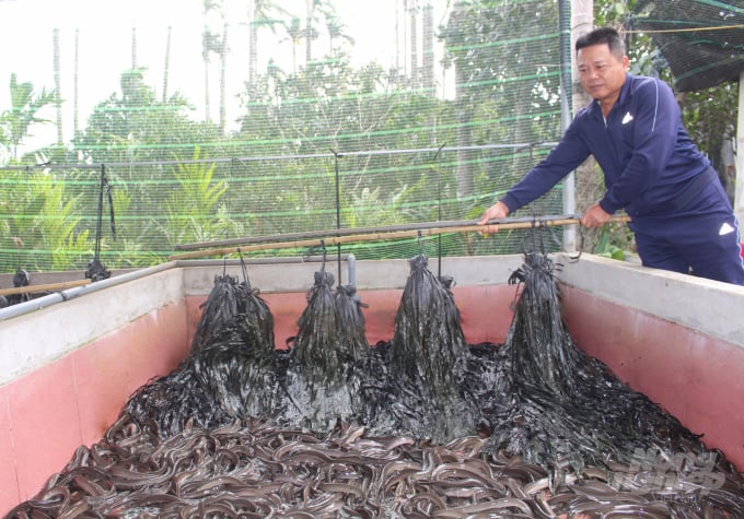 Mô hình nuôi lươn không bùn trong bể xi măng của ông Thành cho hiệu quả kinh tế cao. Ảnh: Mai Chiến.