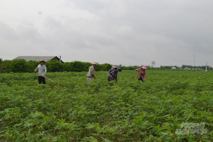 Cây sắn là cây trồng chủ lực của bà con nông dân tỉnh Tây Ninh. Ảnh: Trần Trung.