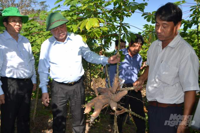 Thứ trưởng Bộ NN&PTNT Lê Quốc Doanh kiểm tra các giống sắn sạch bệnh được khảo nghiệm tại Tây Ninh. Ảnh: Trần Trung.