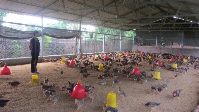 Trại nuôi gà an toàn sinh học của anh Sáu.