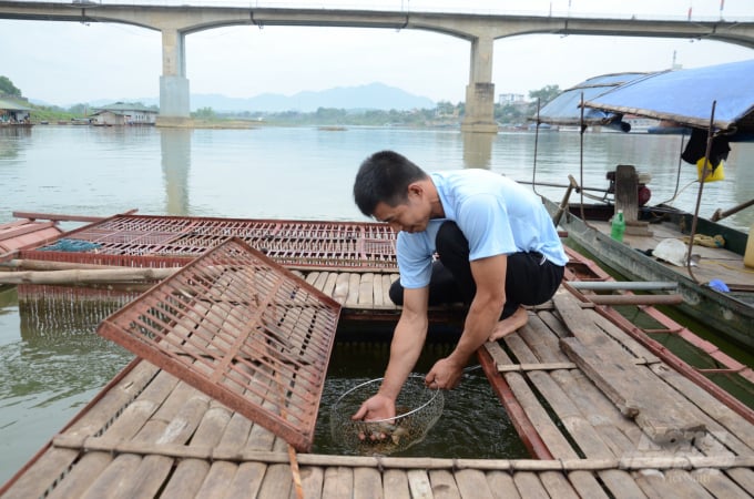 Nước sông Lô xuống thấp, khiến việc nuôi cá lồng của nhiều hộ dân ở Tuyên Quang gặp khó khăn. Ảnh: Đào Thanh.