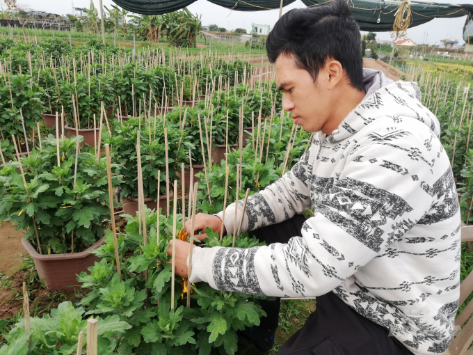 Năm nay, gia đình anh Nguyên đã chuẩn bị sẵn sàng hơn 1.500 chậu hoa cúc đại đóa cho thị trường tết. Ảnh: Mai Chiến.
