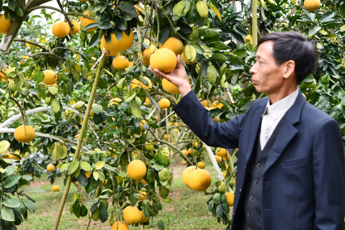 Nhiều nhà vườn trồng cây có múi (cam, bưởi) ở Bắc Giang đã có trình độ kỹ thuật, thâm canh rất tốt về cây có múi, cho thu nhập hàng tỉ đồng/năm. Ảnh: Lê Bền