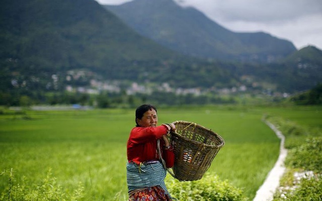 Một nông dân ở Tây Nepal đi thăm đồng. Ảnh: Reuters.