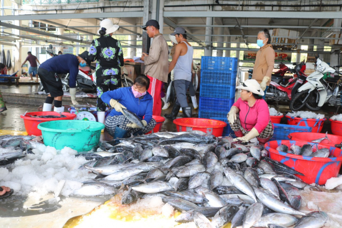 The Directorate of Fisheries will pilot the electronic traceability of fishery products in several provinces, including Khanh Hoa. Photo: KS.