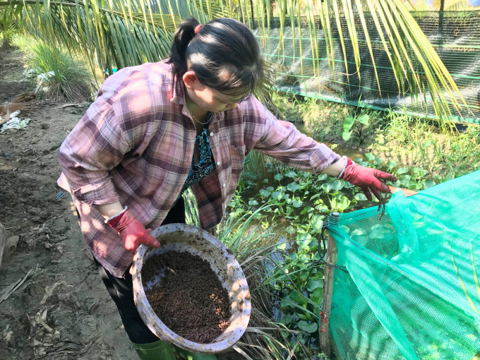 Chị Nguyễn Thị Ngọc Phượng (Tân An, Long An) mang giun cho ếch ăn. Ảnh: Minh Đảm.