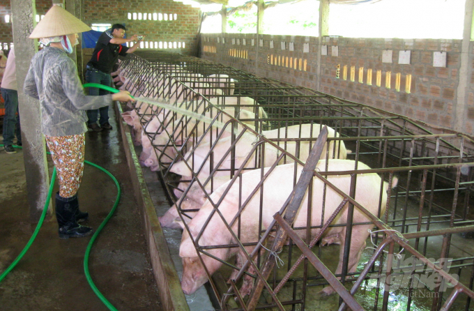 Từ giữa tháng 6/2020, người chăn nuôi ở Bình Định tăng mạnh đàn lợn nhờ gói hỗ trợ 150 tỷ cho vay không tính lãi của UBND tỉnh. Ảnh: Vũ Đình Thung.