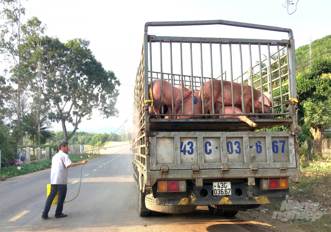 Hiện mỗi ngày người chăn nuôi ở huyện Hoài Ân (Bình Định) xuất bán ra Đà Nẵng 800-900 con lợn thịt. Ảnh: Vũ Đình Thung.