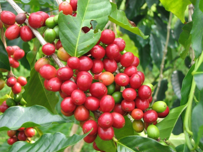 Mùa cà phê trĩu quả, một hình ảnh thường thấy ở các huyện miền núi tỉnh Sơn La mỗi khi đến vụ thu hoạch cà phê.