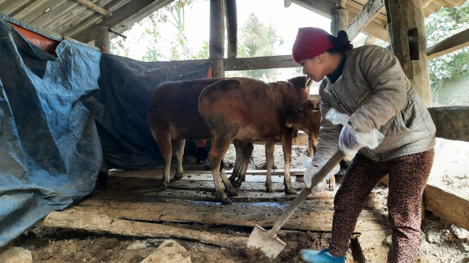 Chuồng bò toang hoang giữa rét buốt của hộ bà Đặng Thị Tươi ở xóm Nà Bản, xã Thành Công, huyện Nguyên Bình. Ảnh: Toán Nguyễn.
